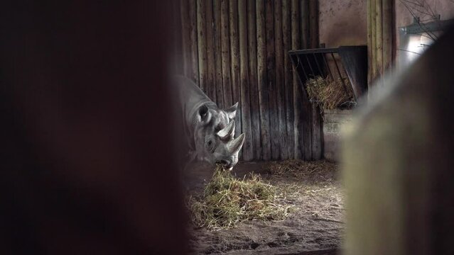 Close up White Rhino eating Grass very quiet in the wildlife park at Chester Zoo, UK.