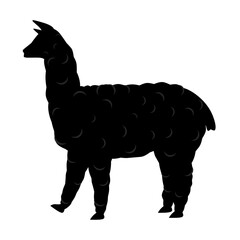 Vector illustration of an alpaca llama on a white background. Great for furry animal logos © Agussetiawan99