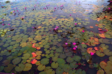 flowers in water