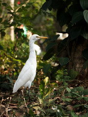 a great white heron egret taking a walk in the forest on a summer afternoon