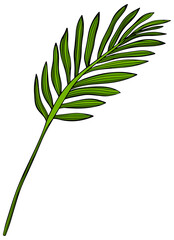 Leaf isolated on white. Tropical leaf. Hand drawn illustration.