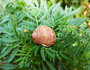 the snail hid in the shell on the leaves of the plant.