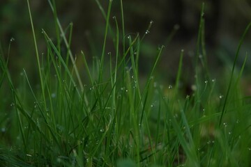 Closeup of fresh green wet grass with water drops.