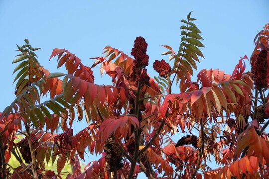 Sumac Tree In Autumn Colors.