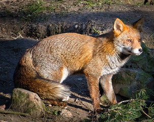 Naklejka na ściany i meble Red fox in the shiny sun