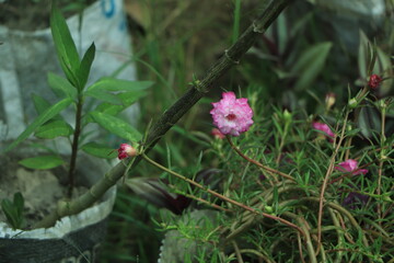 A closeup shot of beautiful Portulaca grandiflora flowers growing in a garden