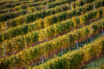 colorful autumn vineyards rows .