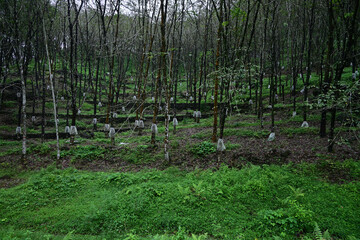 A Sri Lankan Rubber plantation with rain guard covers attached on all Rubber trees