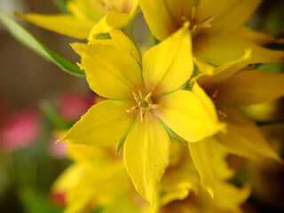 Background texture of a yellow verbena flower close-up