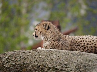 Beautiful Southeast African cheetah lying on the rock in nature during the daytime
