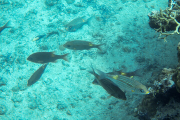 宮古島の海中を泳ぐノコギリダイ