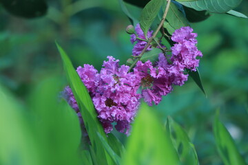 Close up Lagerstroemia sp. or Purple Crape myrtle or Crepe myrtle blooms in garden,Blur nature background.