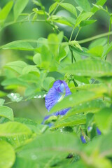 Clitoria ternatea also known as the Butterfly Pea Flower, used for food coloring