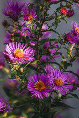 Autumn background with bright pink aster flowers. Autumn background with bright pink aster flowers. Purple September flowers in the garden. Beautiful background of aster flowers. Tall pink aster flowe