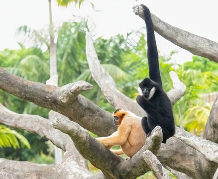 Yellow-cheeked and black crested gibbons sitting on the tree