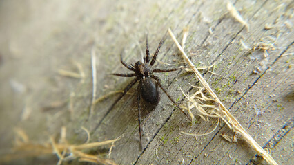 Selective focus of a black spider close-up