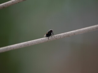 Closeup shot of a small housefly (Musca domestica) resting on a wire on the blurred background