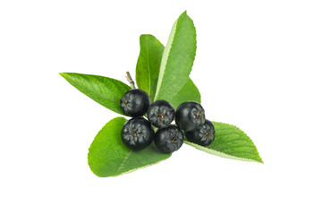 branch of ripe black rowan with a lot of ripe berries, isolate, transparent background