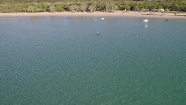 Dugong Swimming In The Ocean On Great Keppel Island, Australia. aerial pullback ascend
