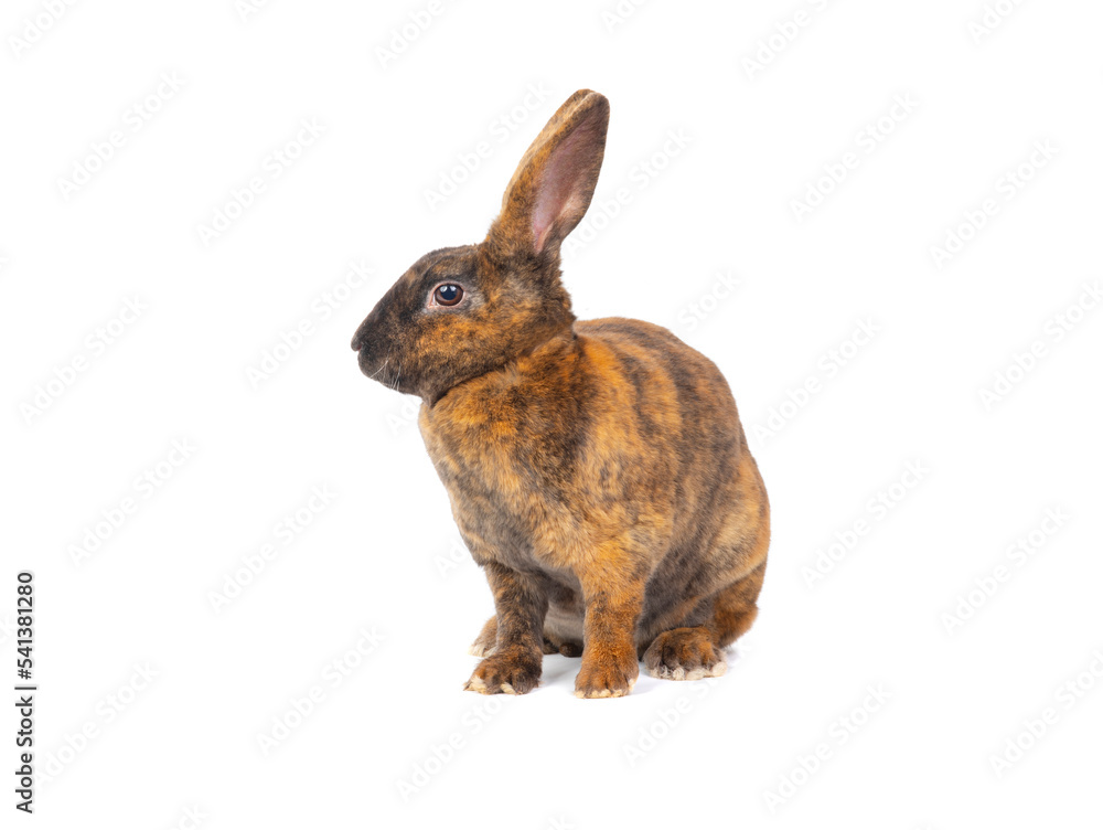 Canvas Prints brown rabbits isolated on white background