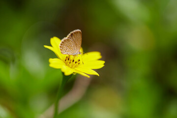 Close-up view of butterfly on singapore daisy flower