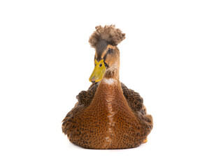 brown duck isolated on white background