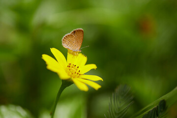 Close-up view of butterfly on singapore daisy flower
