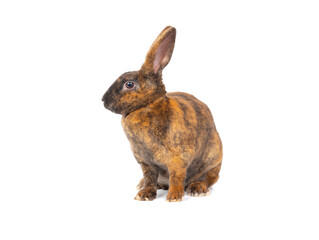 brown rabbits isolated on white background