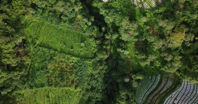Overhead drone shot of lush vegetable plantation and forest on the valley of mountain - Tropical rural landscape