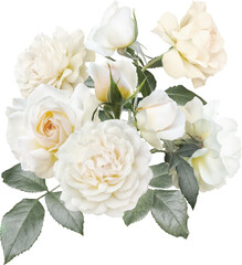 White roses isolated on a transparent background. Png file.  Floral arrangement, bouquet of garden flowers. Can be used for invitations, greeting, wedding card. © RinaM
