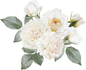 White roses isolated on a transparent background. Png file.  Floral arrangement, bouquet of garden flowers. Can be used for invitations, greeting, wedding card.