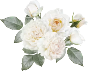 Foto op Plexiglas White roses isolated on a transparent background. Png file.  Floral arrangement, bouquet of garden flowers. Can be used for invitations, greeting, wedding card. © RinaM