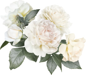 White roses isolated on a transparent background. Png file.  Floral arrangement, bouquet of garden...