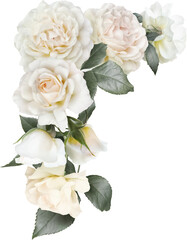 Fototapeta White roses isolated on a transparent background. Png file.  Floral arrangement, bouquet of garden flowers. Can be used for invitations, greeting, wedding card. obraz