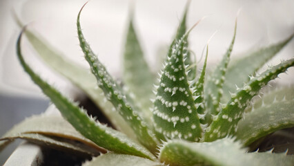 Naklejka na ściany i meble Indoor green aloe plant close-up in a pot
