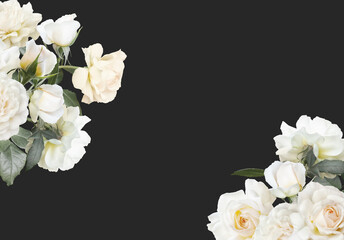 Obraz na płótnie Canvas Floral banner, header with copy space. White roses isolated on dark grey background. Natural flowers wallpaper or greeting card.