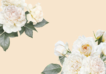Floral banner, header with copy space. White roses isolated on pastel background. Natural flowers wallpaper or greeting card.