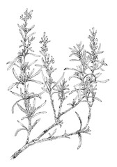 Rosemary flowering twig (Salvia rosmarinus) botanical drawing. Ink on paper.