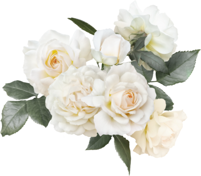White roses isolated on a transparent background. Png file.  Floral arrangement, bouquet of garden flowers. Can be used for invitations, greeting, wedding card.