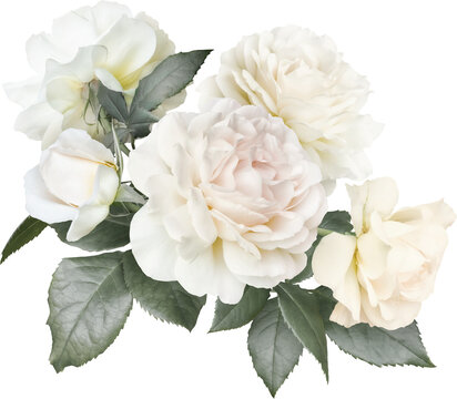 White roses isolated on a transparent background. Png file.  Floral arrangement, bouquet of garden flowers. Can be used for invitations, greeting, wedding card.