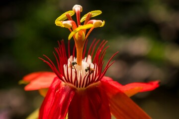 Closeup of a red Passion Flower with pistils on blurred background