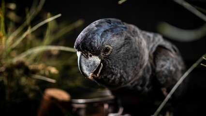 Seychelles black parrot (Coracopsis barklyi) with plants in dark blurred background © Cameron Stuart Fowles/Wirestock Creators