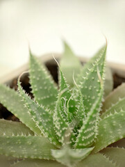 A green Aloe vera plant in a pot is a close-up view from above.