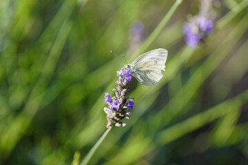Fototapeta premium Large cabbage white on a lavender flower. White butterfly collects nectar. Insect close-up. Pieris brassicae. 