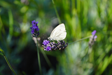 Large cabbage white on a lavender flower. White butterfly collects nectar. Insect close-up. Pieris...
