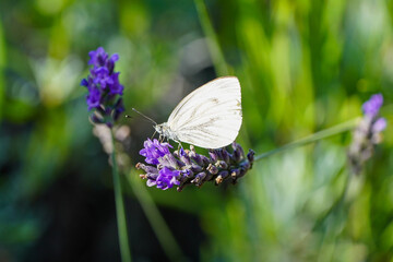 Large cabbage white on a lavender flower. White butterfly collects nectar. Insect close-up. Pieris brassicae.
