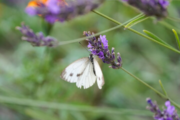 Large cabbage white on a lavender flower. White butterfly collects nectar. Insect close-up. Pieris brassicae.
