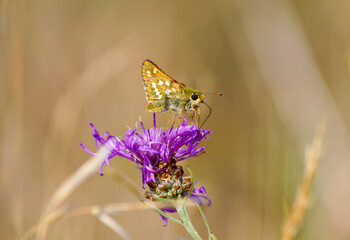 Comma skipper butterfly, Hesperia comma. Butterfly on a thistle flower. Insect close-up. Common...