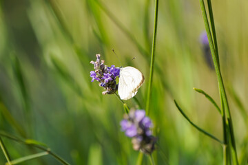 Large cabbage white on a lavender flower. White butterfly collects nectar. Insect close-up. Pieris brassicae.
