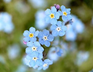 Small forget-me-not flowers of pale blue bloomed in the garden